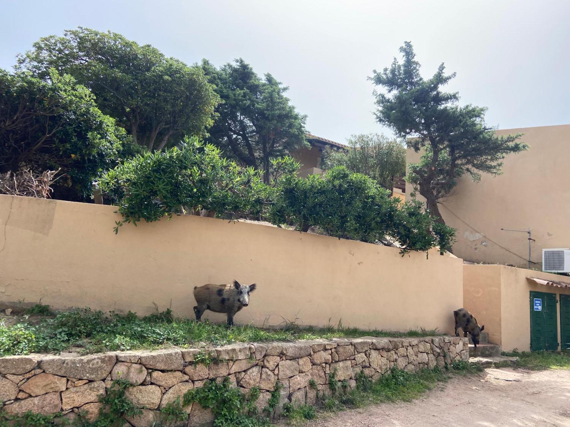 Casa Da Iulia Usselmann Villa Costa Paradiso Exterior photo